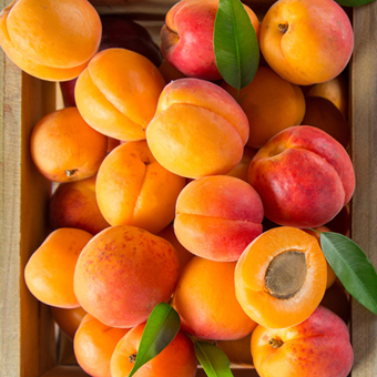 Apricot