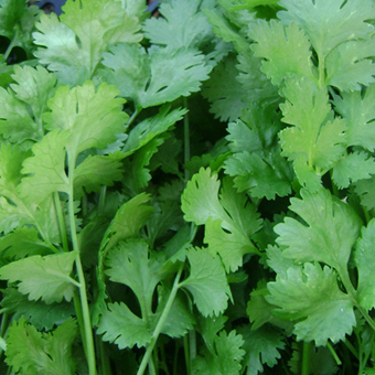 coriander