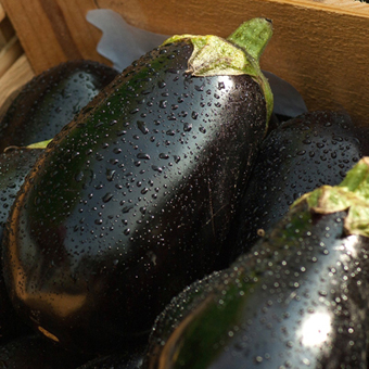 eggplant