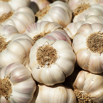 garlic