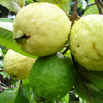 guava