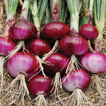 onion(red)